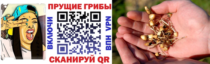Галлюциногенные грибы GOLDEN TEACHER  Купить  Дзержинск 